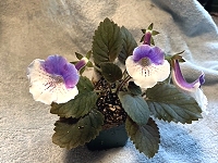 Sinningia 'Cindy Baby’